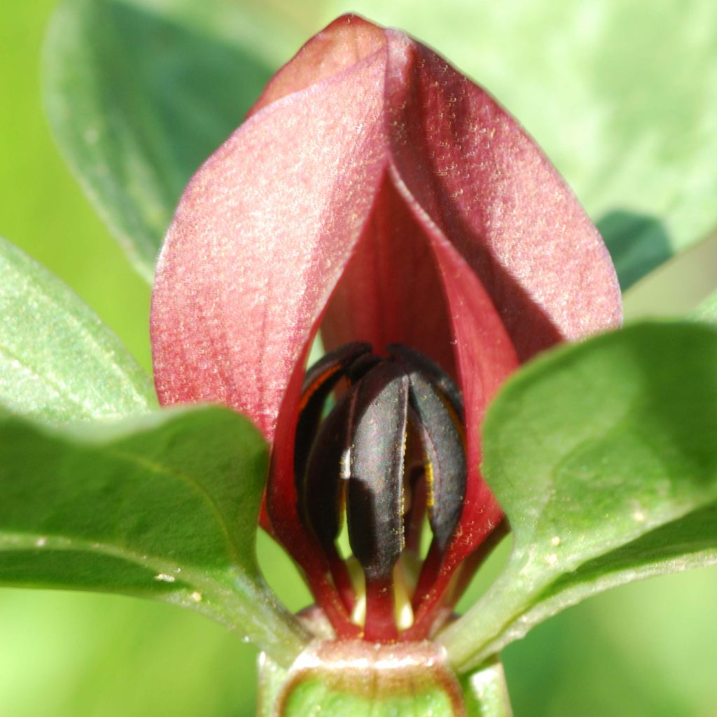 Trillium recurvatum - Trille