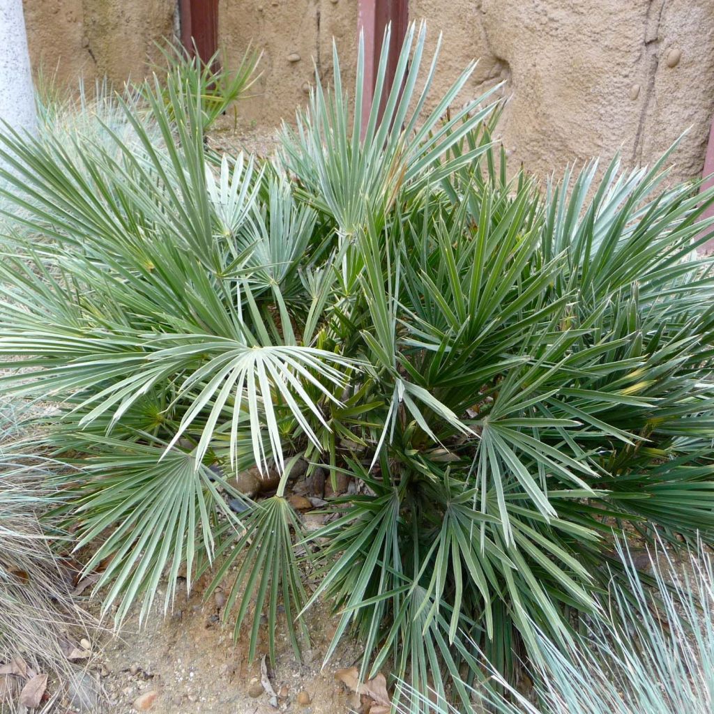 Trithrinax campestris - Palmier trident