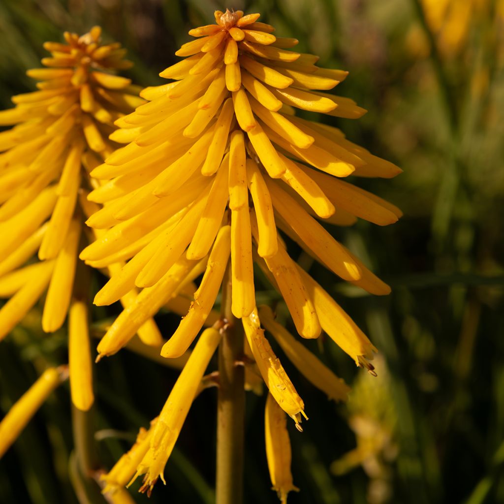 Kniphofia uvaria Banana Popsicle - Red Hot Poker