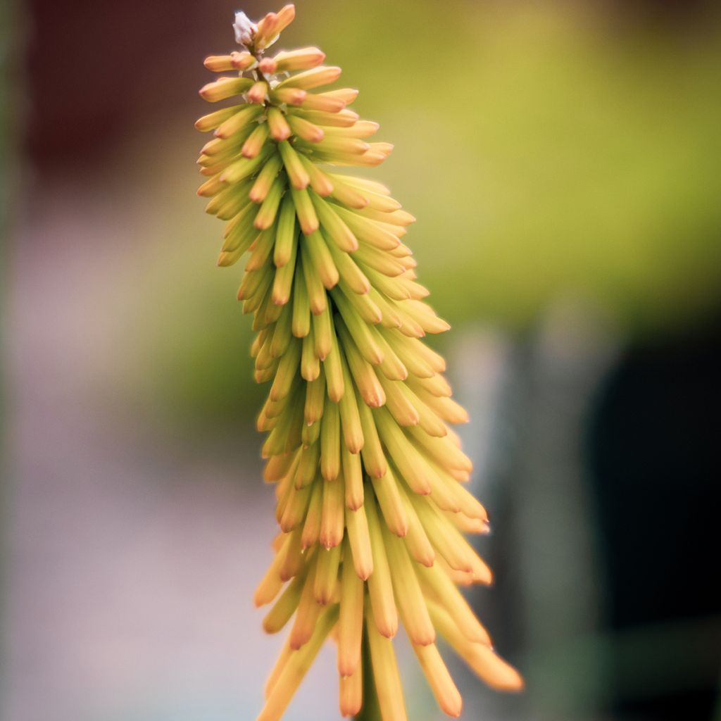 Kniphofia Mango Popsicle - Red Hot Poker