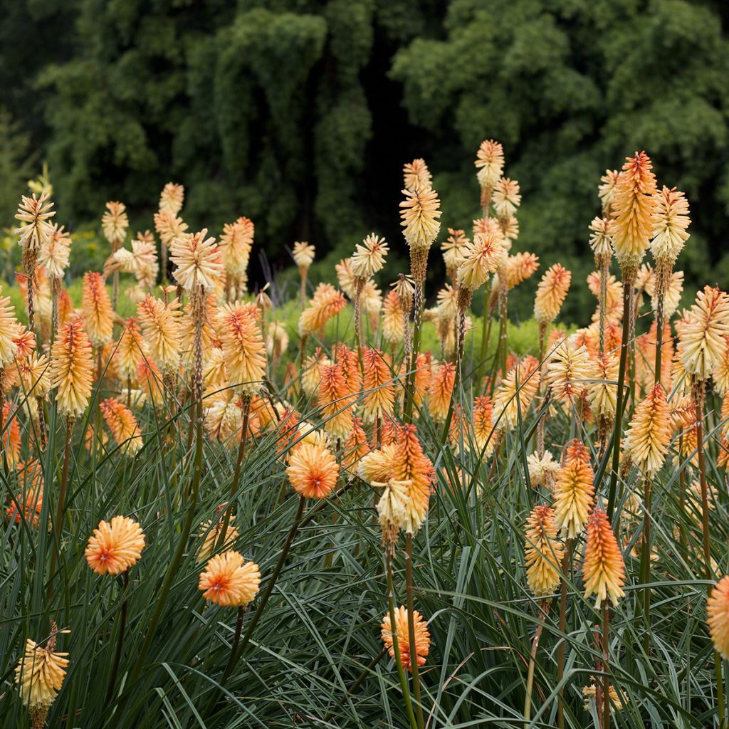 Kniphofia Mango Popsicle - Red Hot Poker