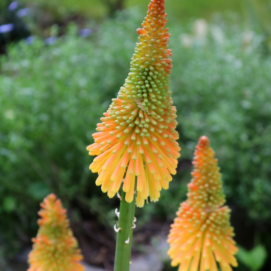 Kniphofia Mango Popsicle - Red Hot Poker