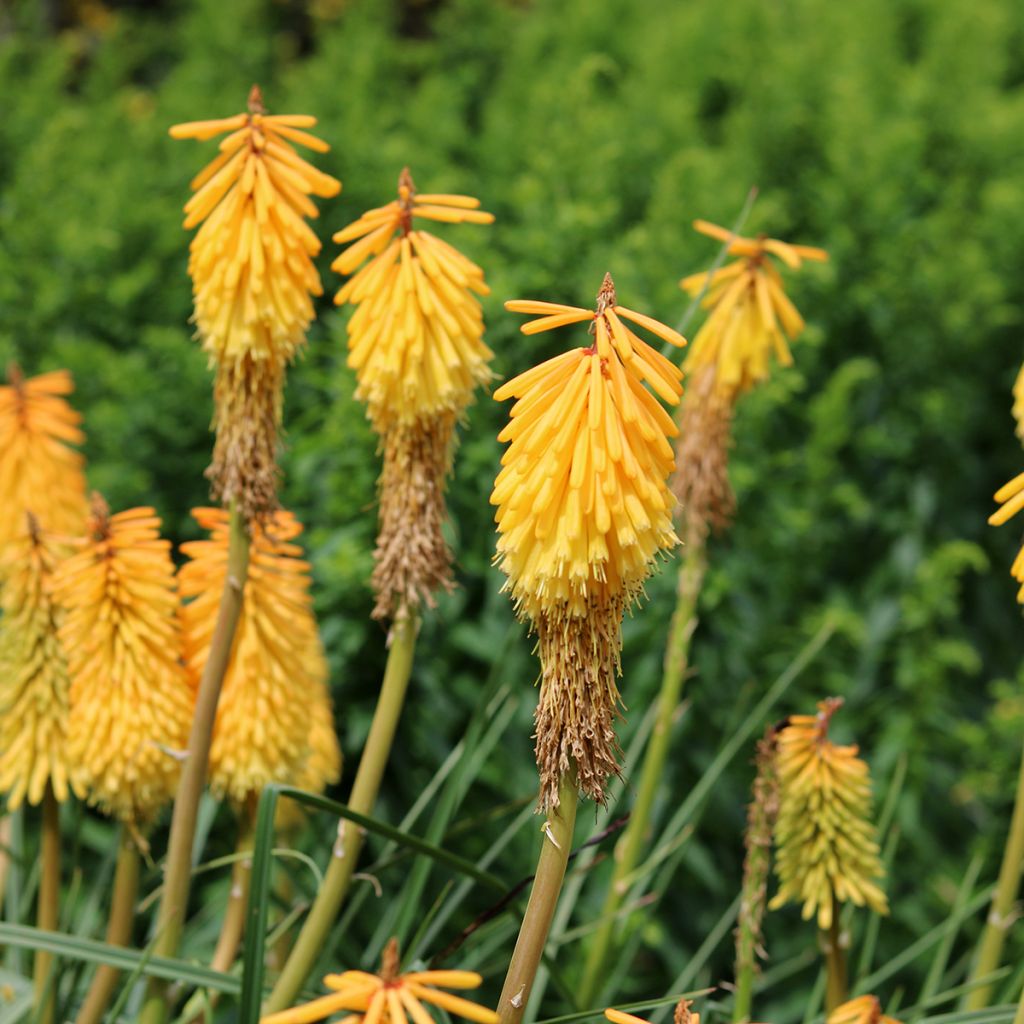 Kniphofia Mango Popsicle - Red Hot Poker