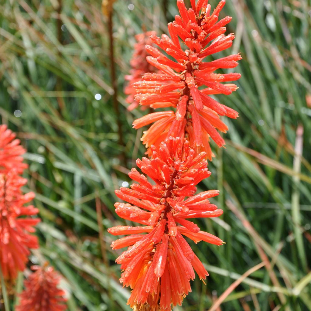 Kniphofia uvaria Nancys Red - Red Hot Poker