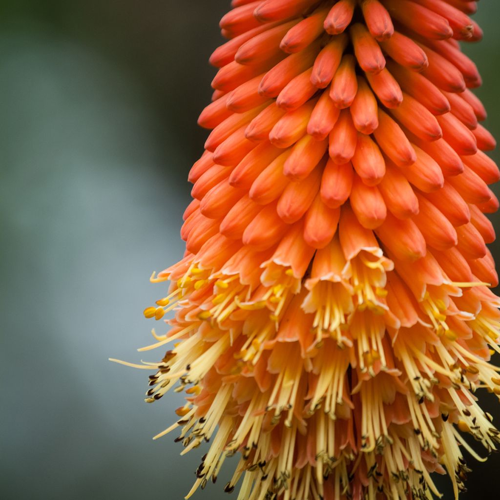 Kniphofia Royal Standard - Red Hot Poker