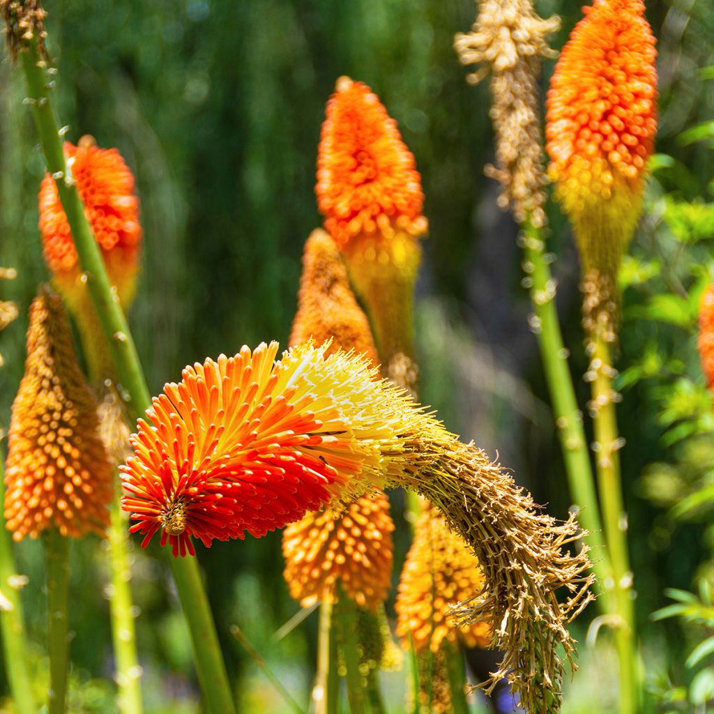 Kniphofia Royal Standard - Red Hot Poker