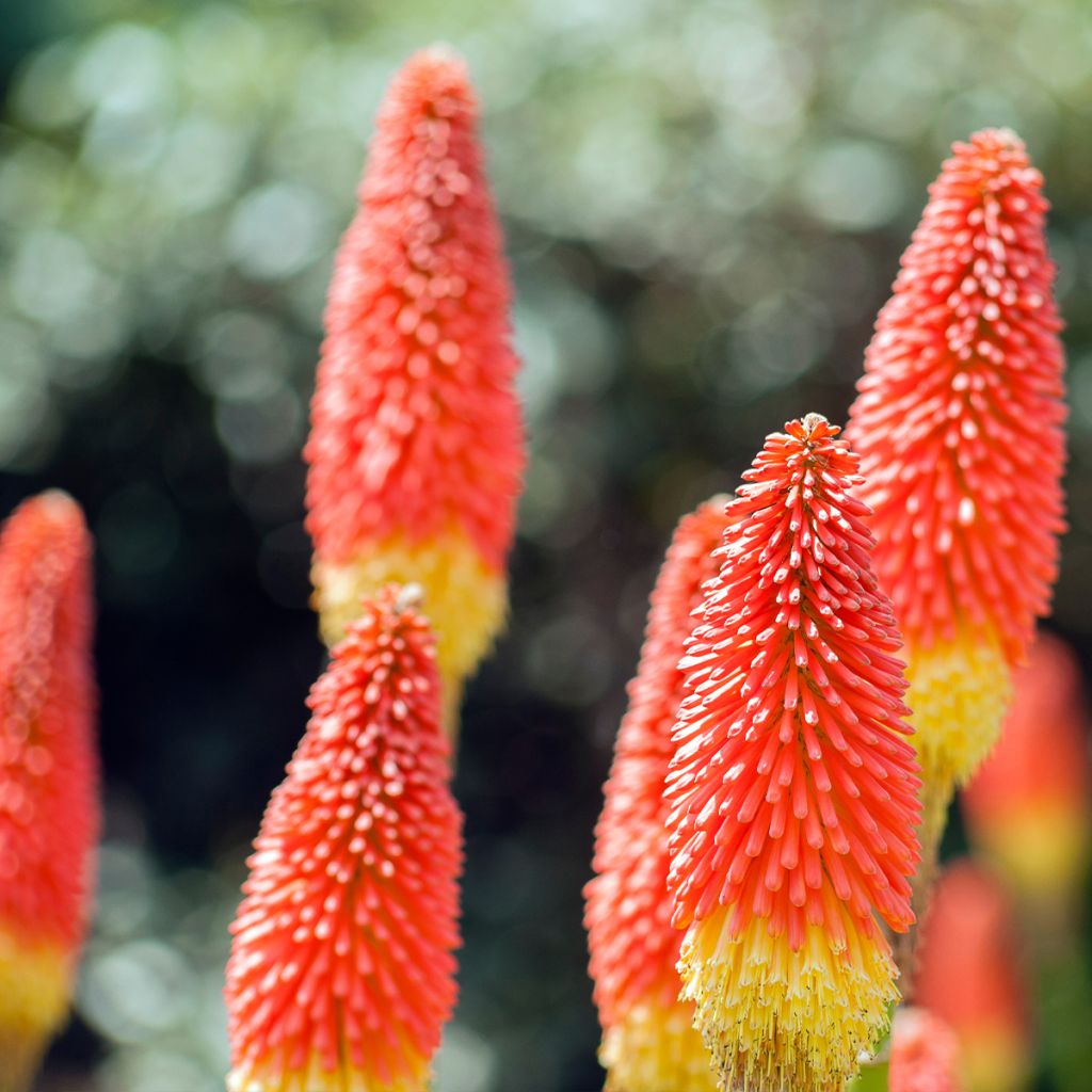 Tritoma - Kniphofia hybride Traffic Lights