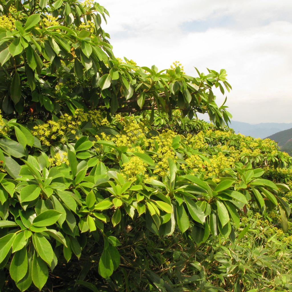 Trochodendron aralioides - Arbre aux roues