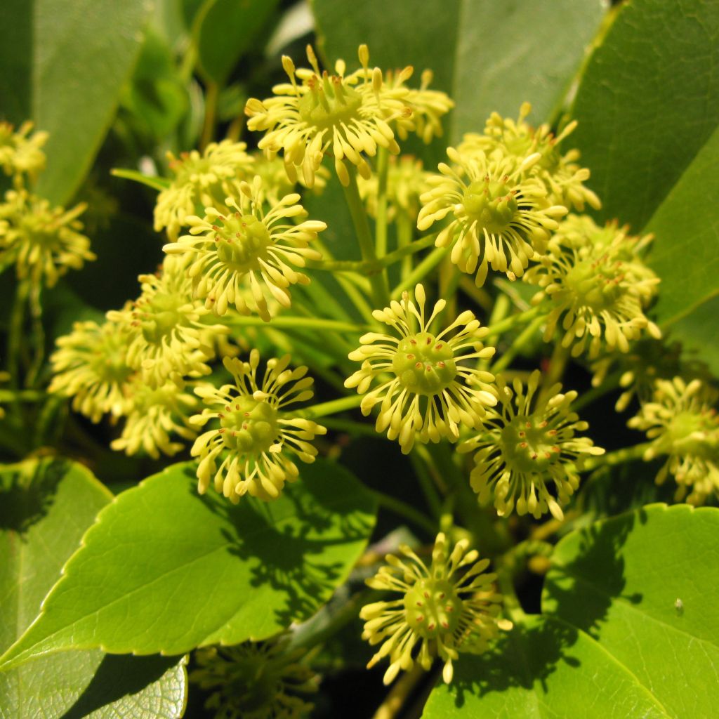 Trochodendron aralioides