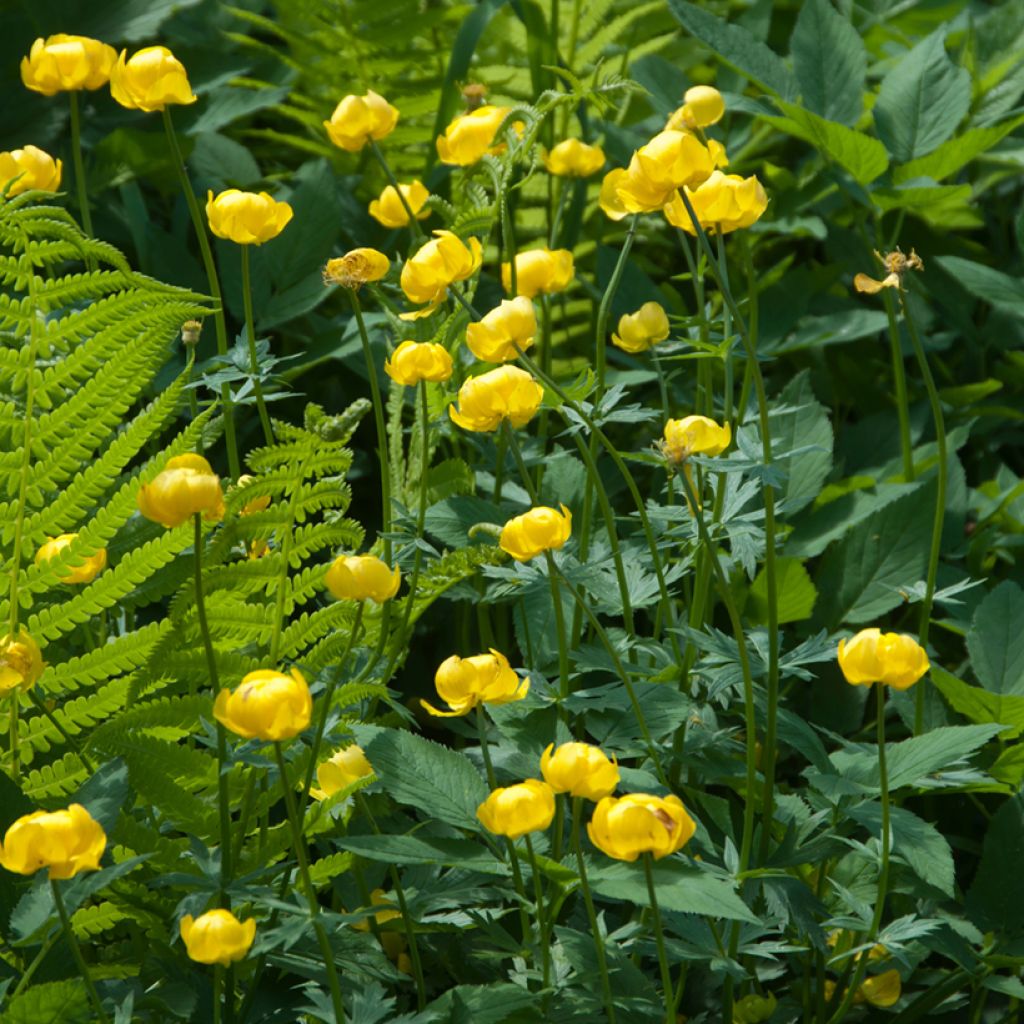 Trolle d'Europe - Trollius europaeus Lemon Supreme