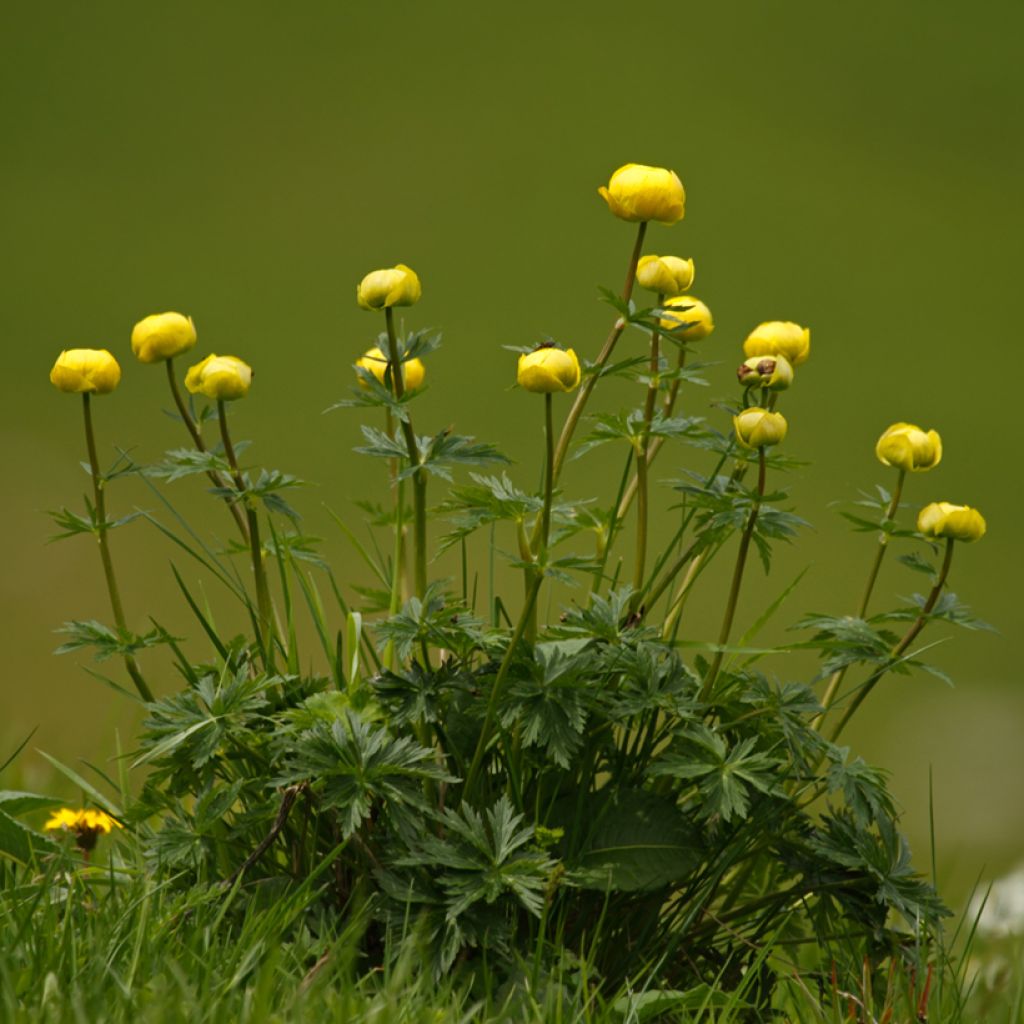 Trolle d'Europe - Trollius europaeus Lemon Supreme