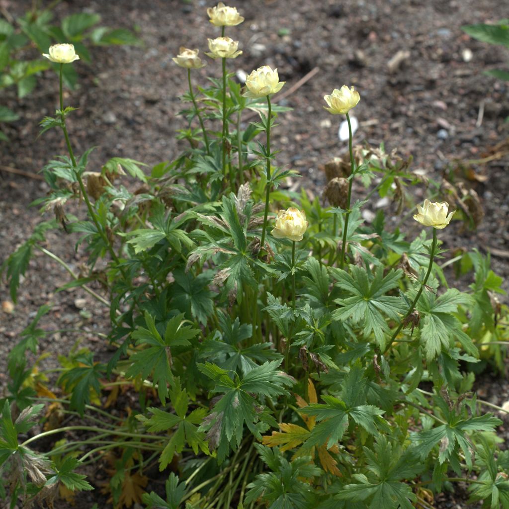 Trollius Alabaster - Trolle hybride