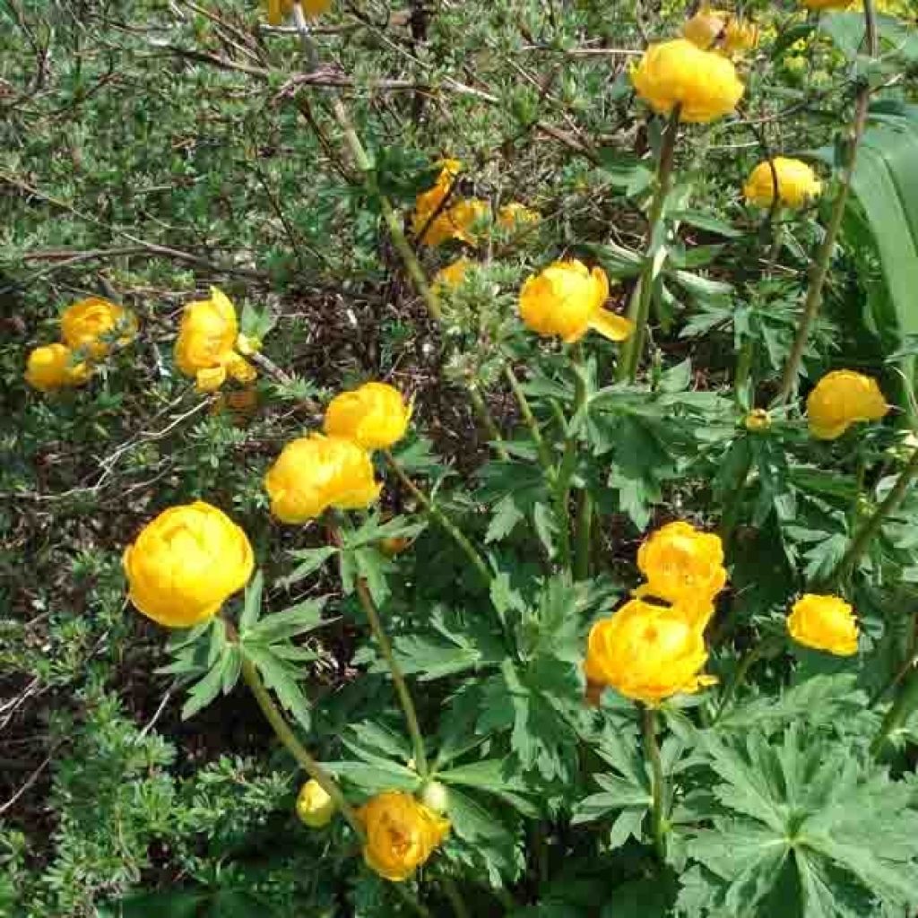 Trolle des montagnes - Trollius europaeus