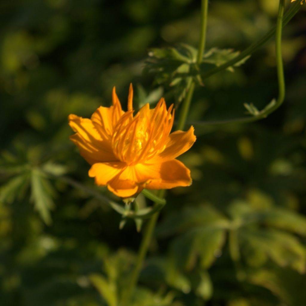 Trolle - Trollius chinensis Golden Queen