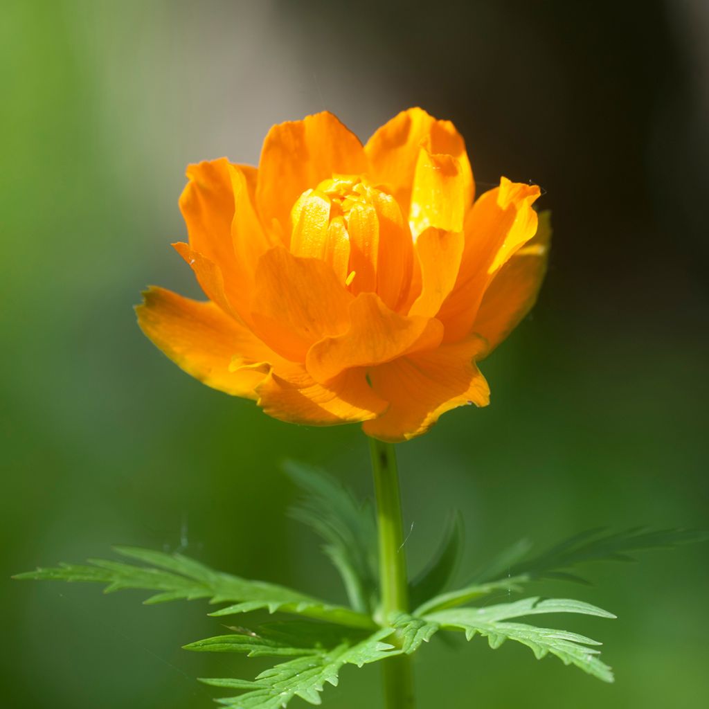 Trollius asiaticus 