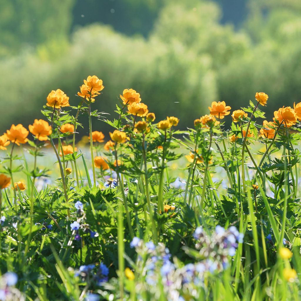 Trollius asiaticus 