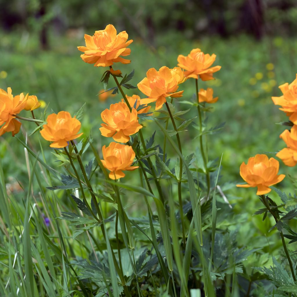 Trollius asiaticus 