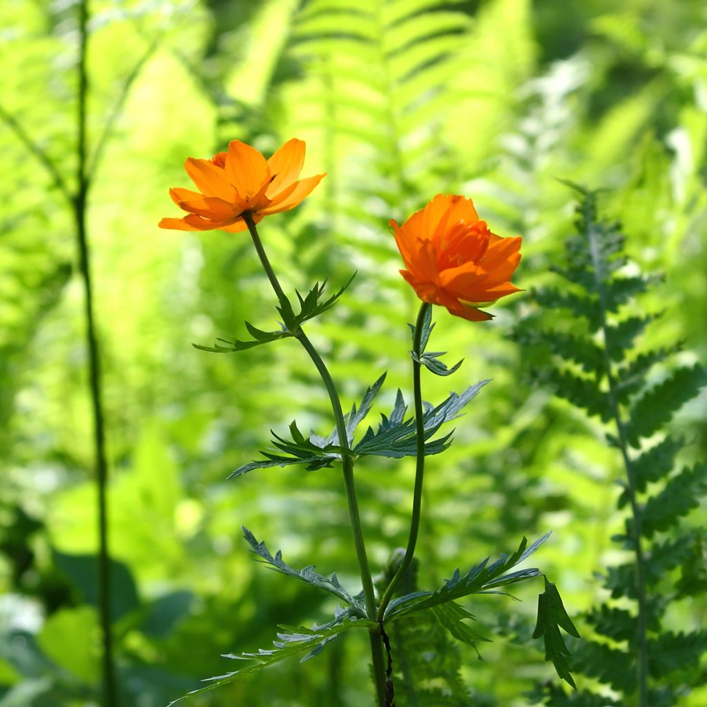 Trollius asiaticus 