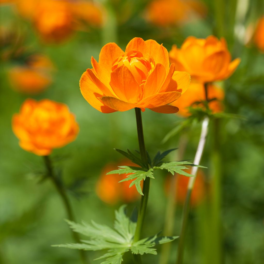 Trollius asiaticus 