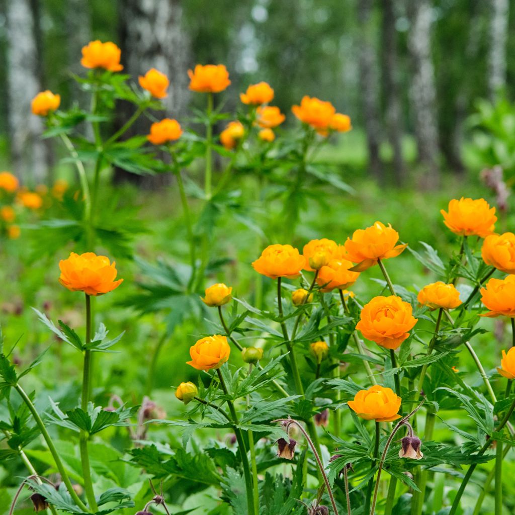 Trollius asiaticus 