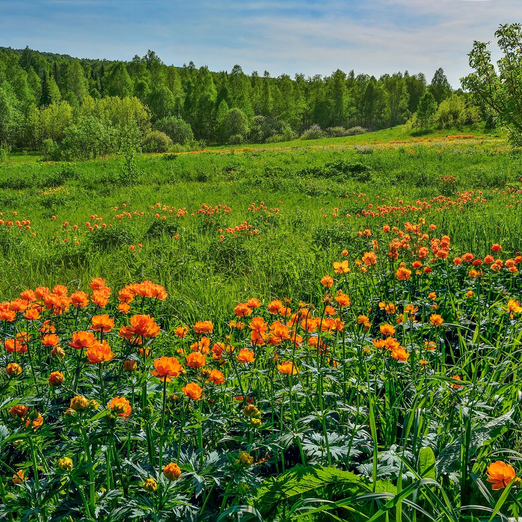 Trollius asiaticus 