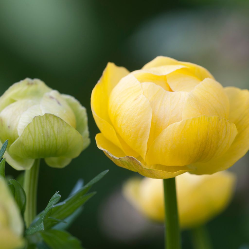 Trollius europaeus 