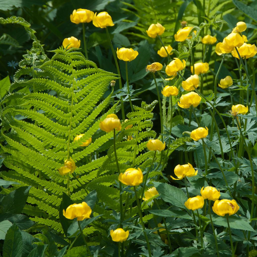 Trollius europaeus 