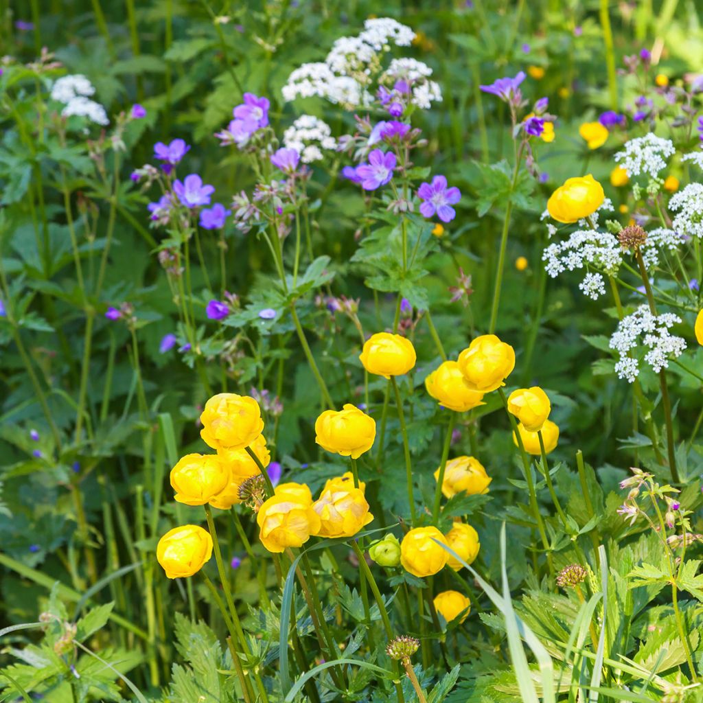 Trollius europaeus 