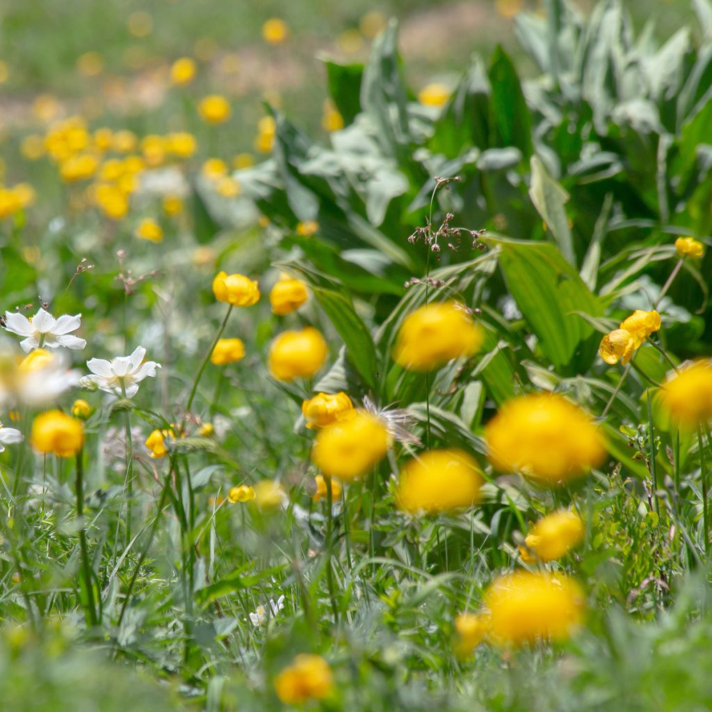 Trollius europaeus 