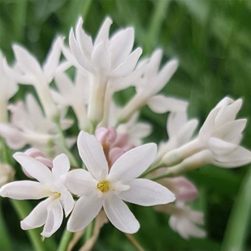 Tulbaghia Pearl - Thulbagie 