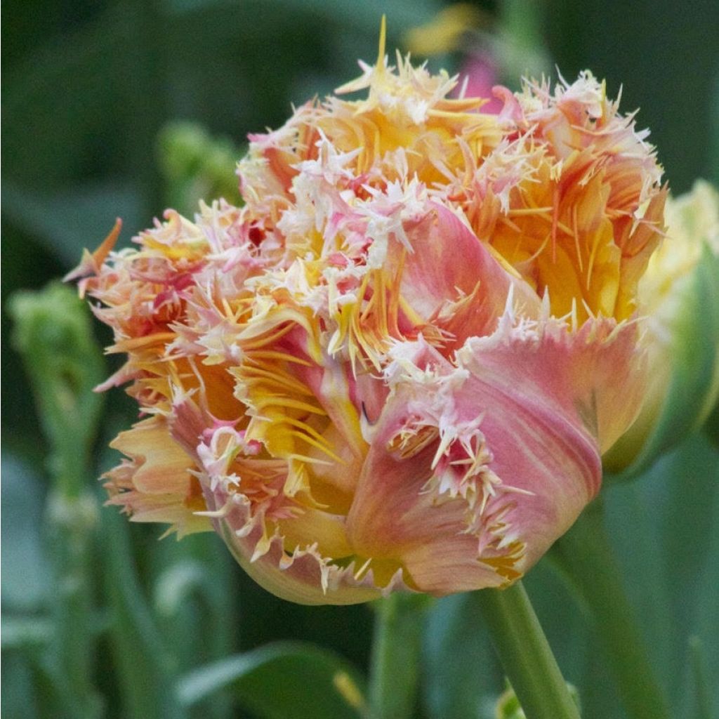 Tulipe Dentelée Double Esprit