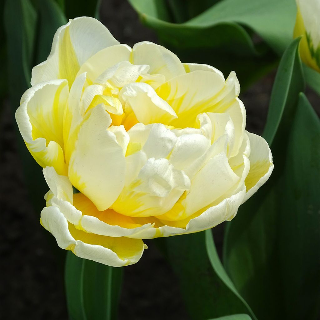 Tulipa Flaming Evita- Double Early Tulip