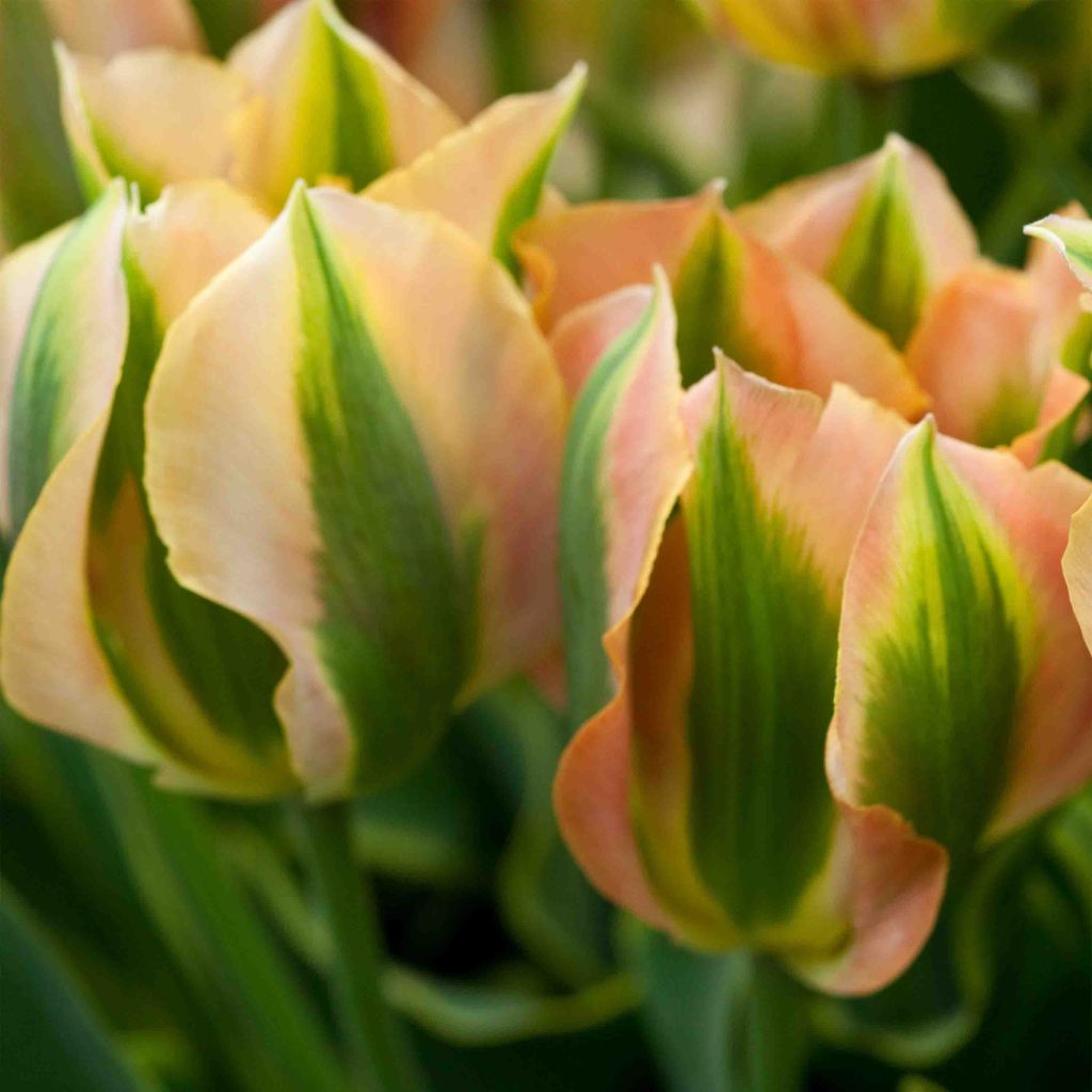 Tulipa Viridiflora Green River