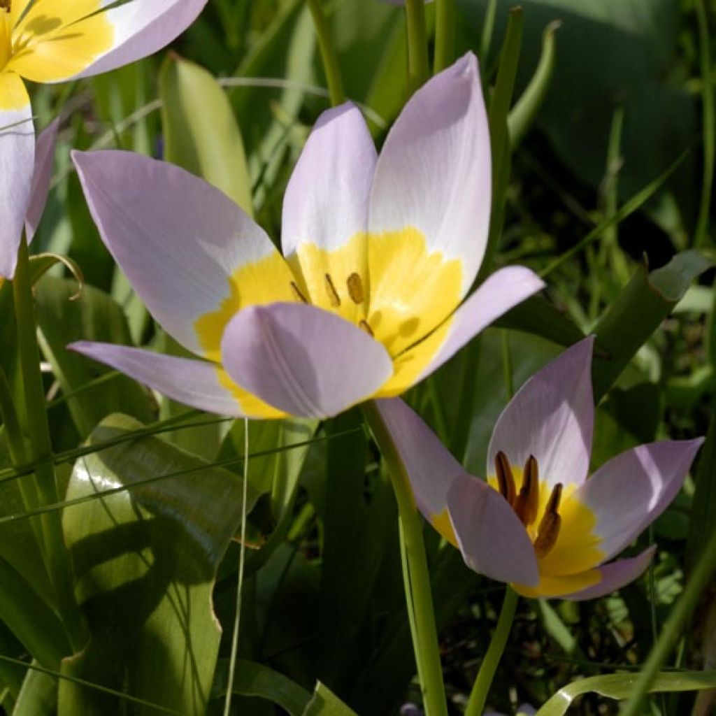 Tulipa saxatilis - Botanical Tulip