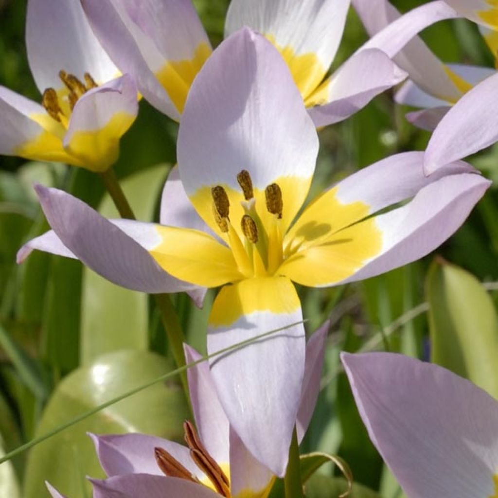 Tulipa saxatilis - Botanical Tulip