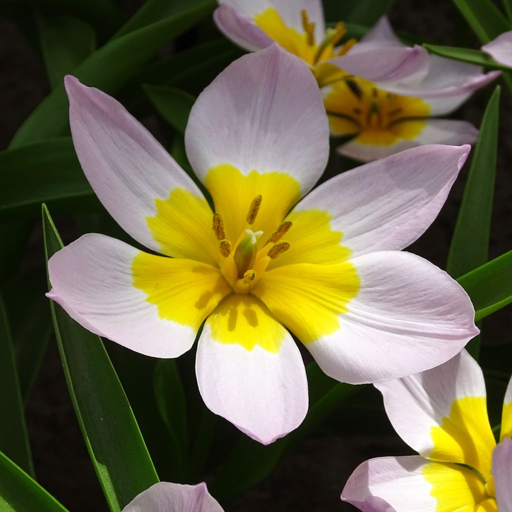 Tulipa bakeri Lilac Wonder