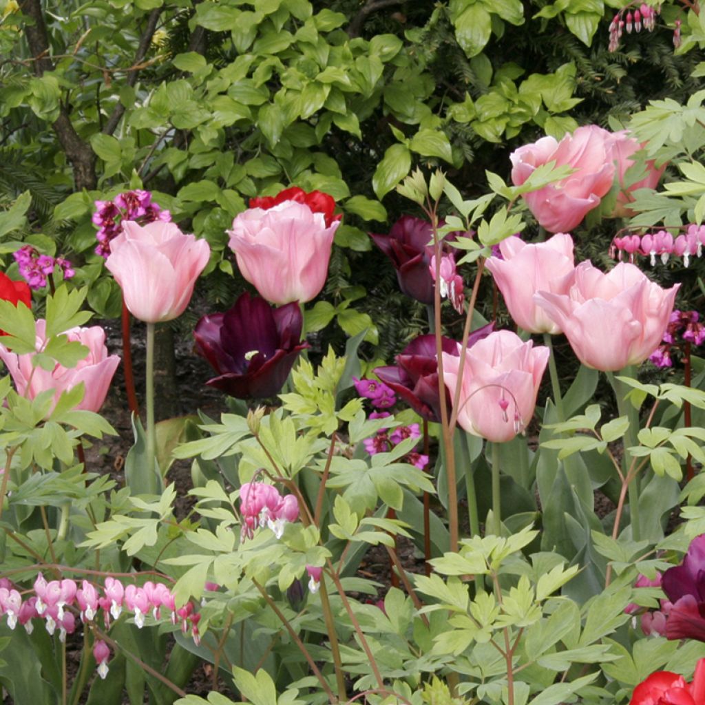Tulipa 'Beauty Queen'