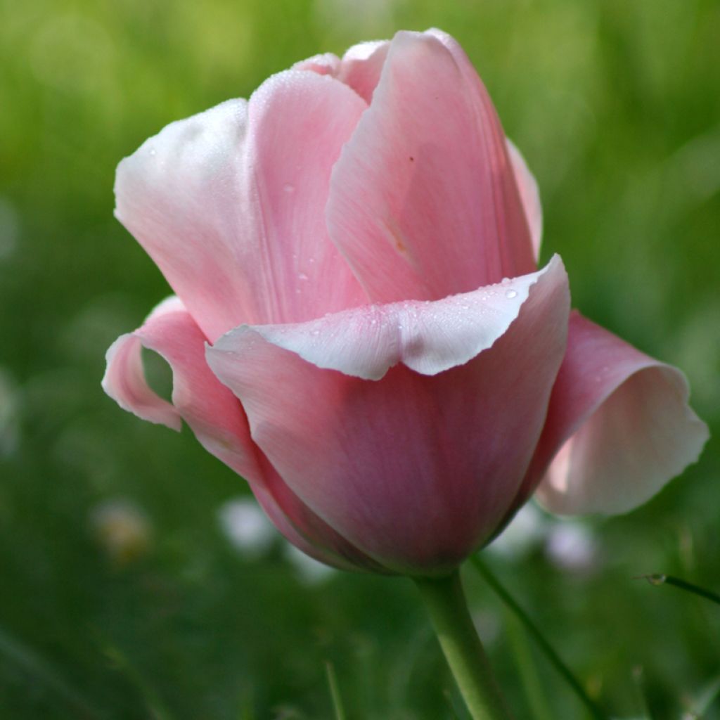Tulipa 'Beauty Queen'