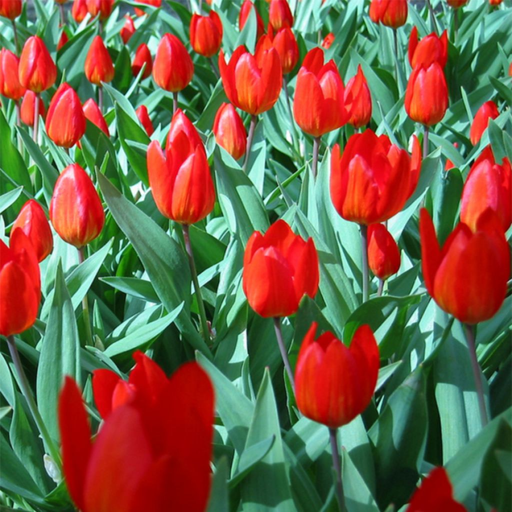 Tulipa praestans Fusilier