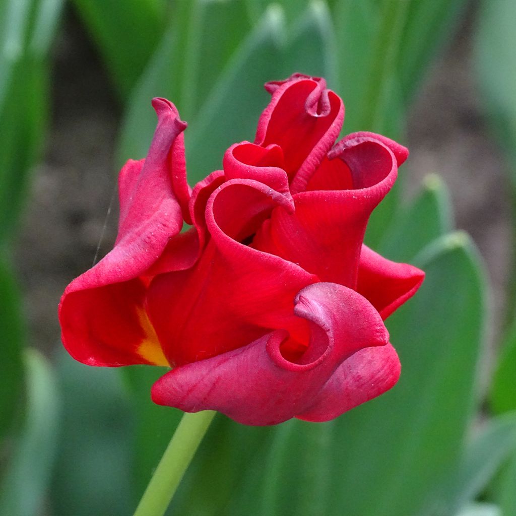 Tulipe couronne Red Dress