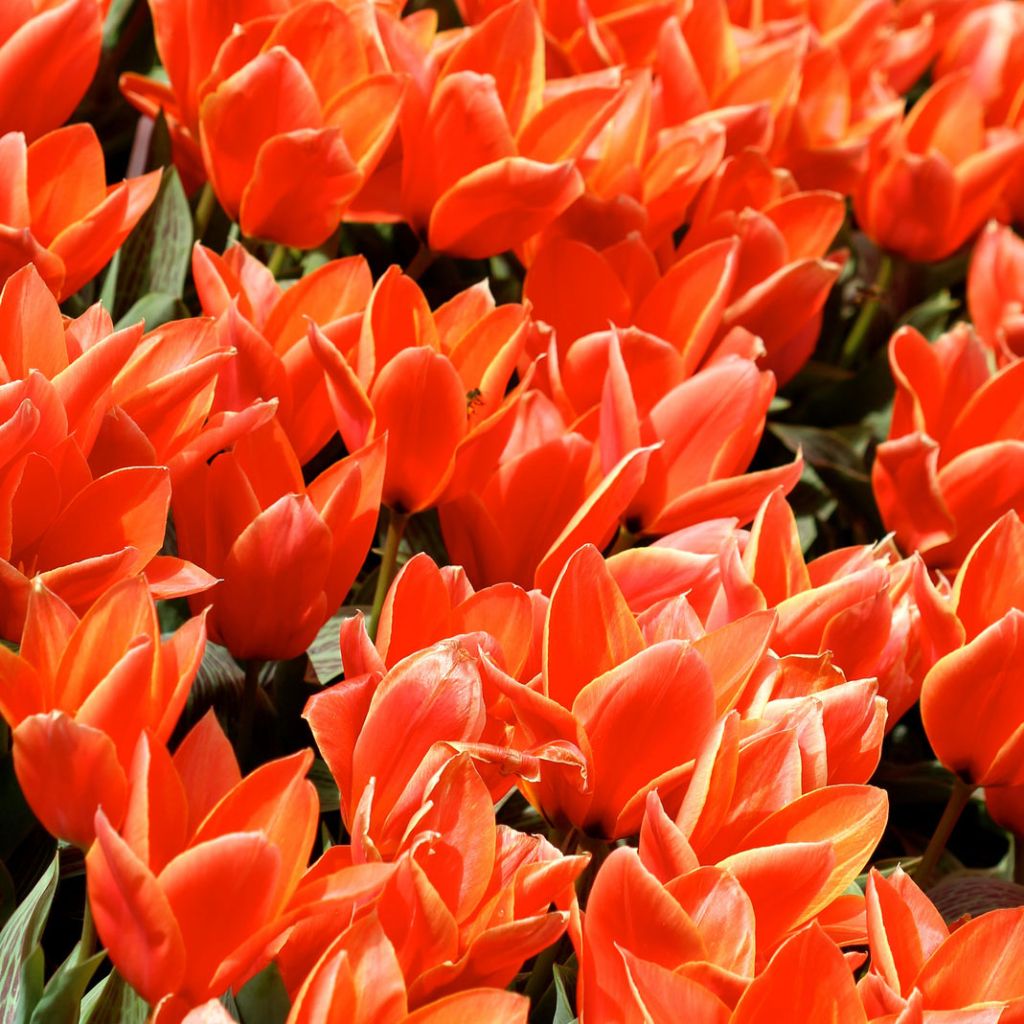 Tulipa kaufmanniana Early Harvest - Tulipe Nénuphar rouge, orange, jaune.