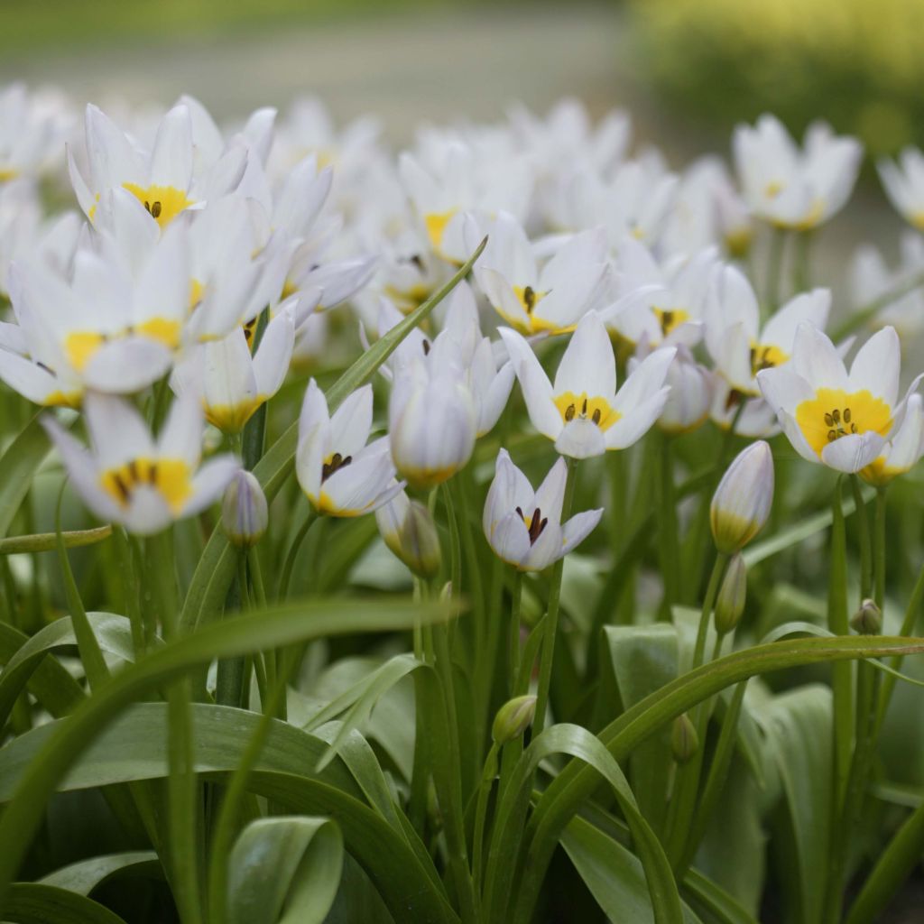 Tulipe de Crète - Tulipa saxatilis