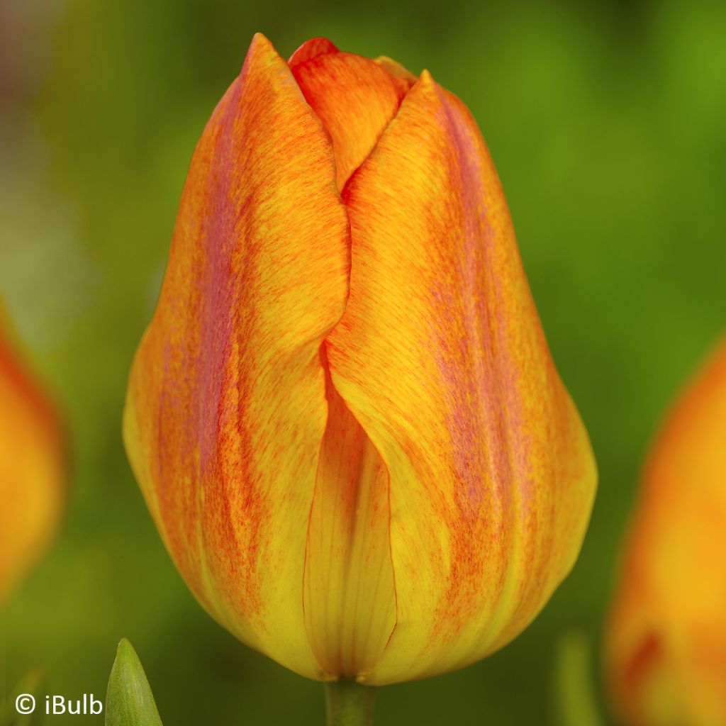 Tulipa Generaal De Wet - Early single Tulip