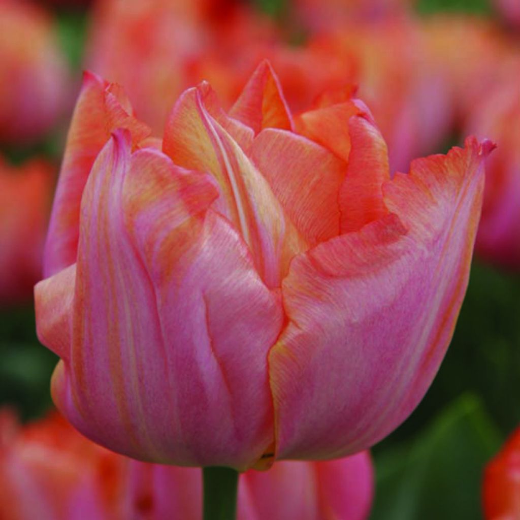 Tulipa 'Jochem'