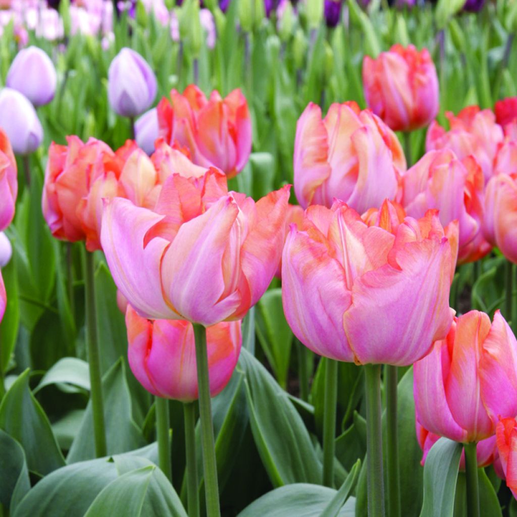 Tulipa 'Jochem'