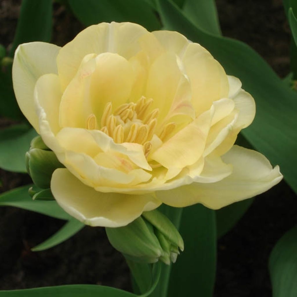 Tulipe Double Tardive Apricot Angelique