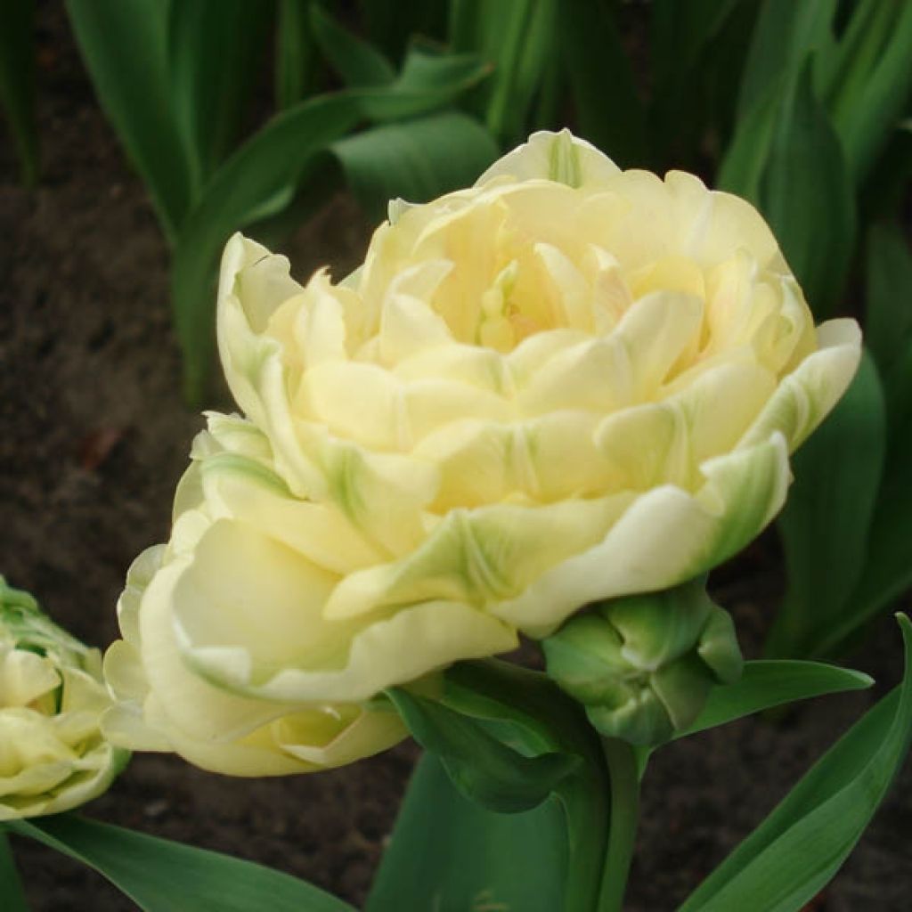 Tulipe Double Tardive Apricot Angelique