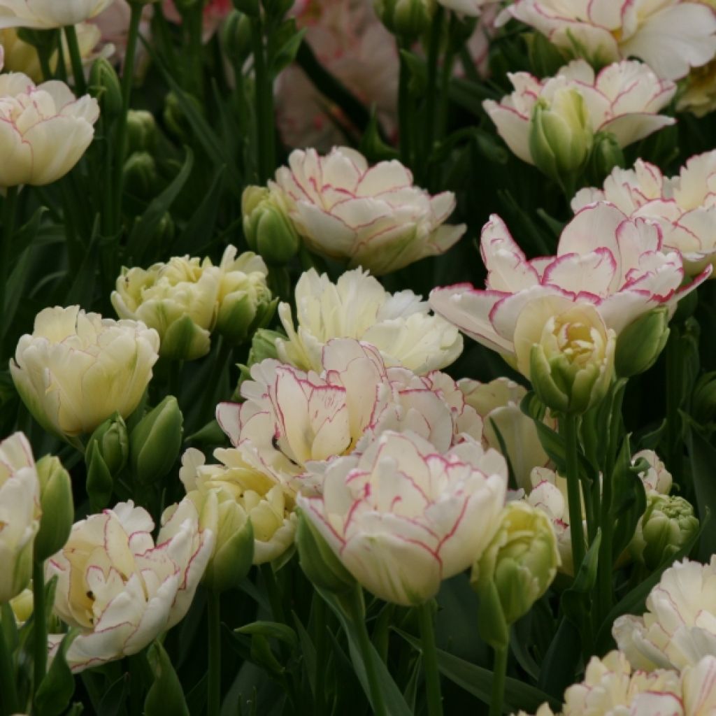 Tulipa Belicia - Double Early Tulip