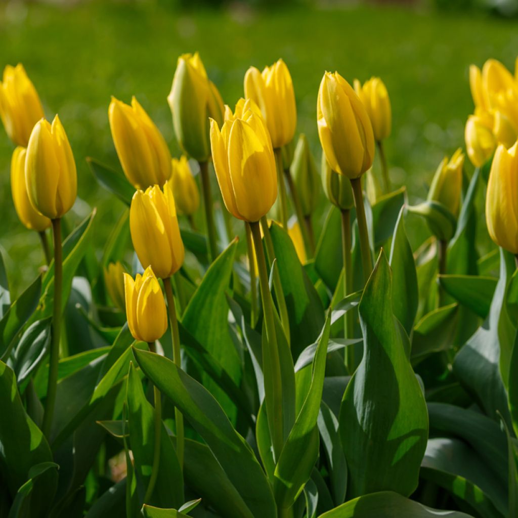 Tulipa 'Bellona'
