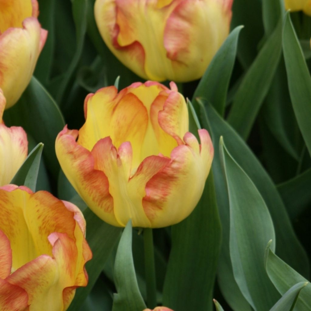 Tulipa Cape Town - Early simple Tulip